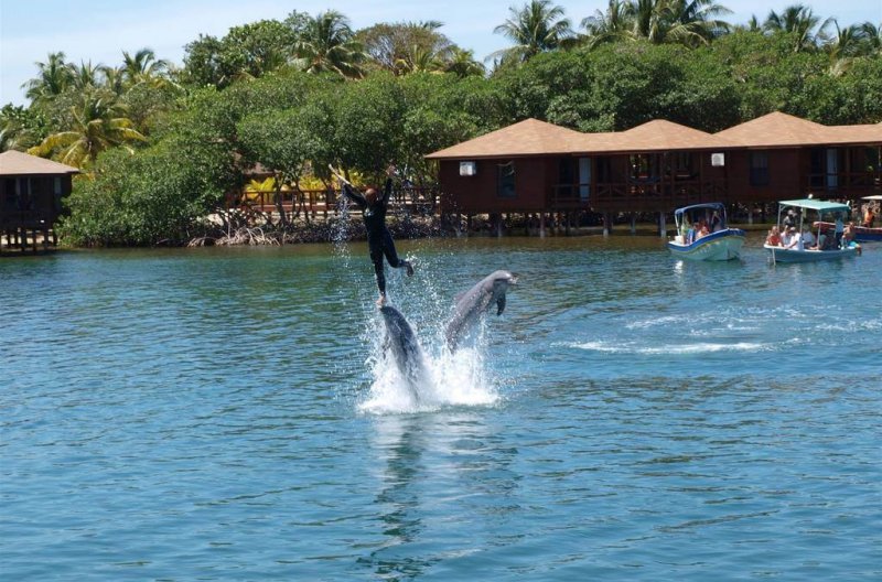 DOLPHINS ENCOUNTER – ENCUENTRO CON LOS DELFINES - Roatán Travel ...